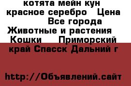 котята мейн кун, красное серебро › Цена ­ 30 - Все города Животные и растения » Кошки   . Приморский край,Спасск-Дальний г.